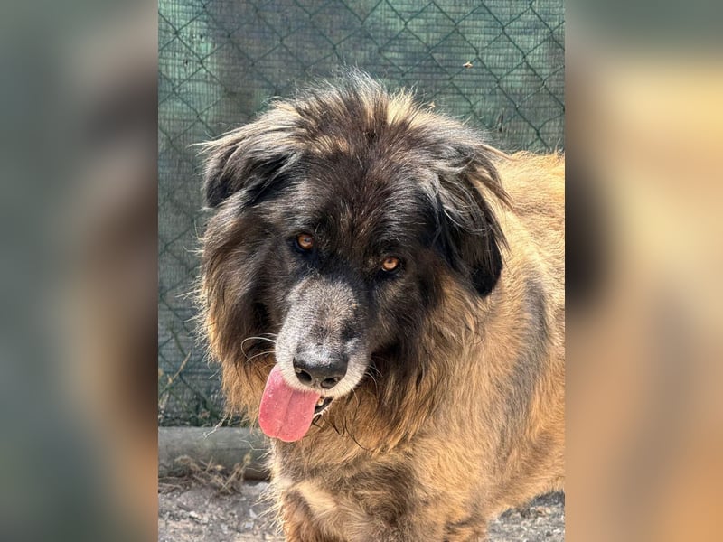 ZOUK-altersbedingt abgegeben-ruhiger Schatz, treuer, sanfter Begleiter, läuft gut an der Leine