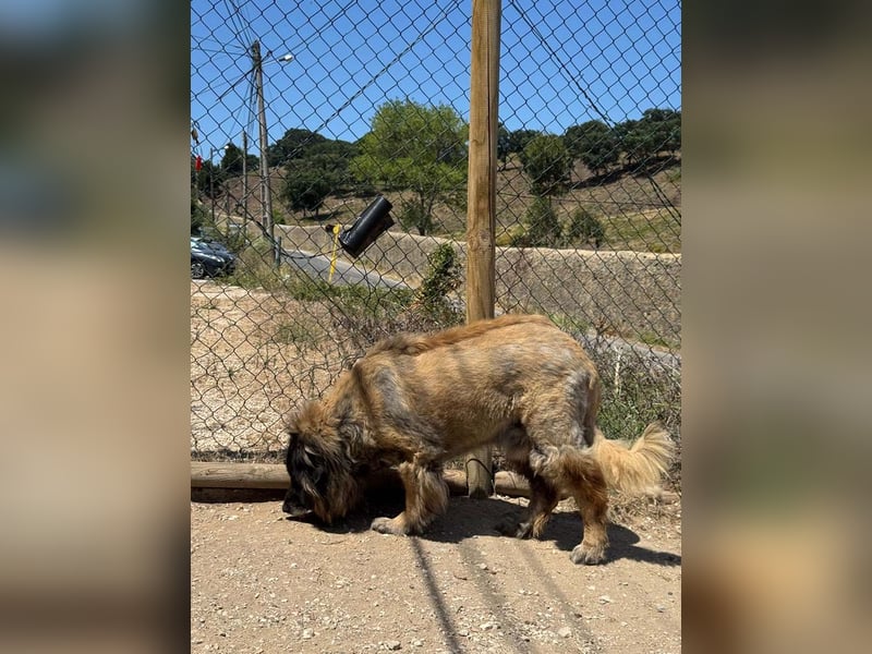 ZOUK-altersbedingt abgegeben-ruhiger Schatz, treuer, sanfter Begleiter, läuft gut an der Leine