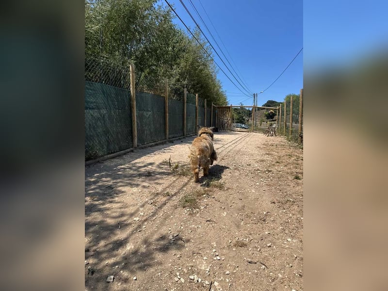 ZOUK-altersbedingt abgegeben-ruhiger Schatz, treuer, sanfter Begleiter, läuft gut an der Leine