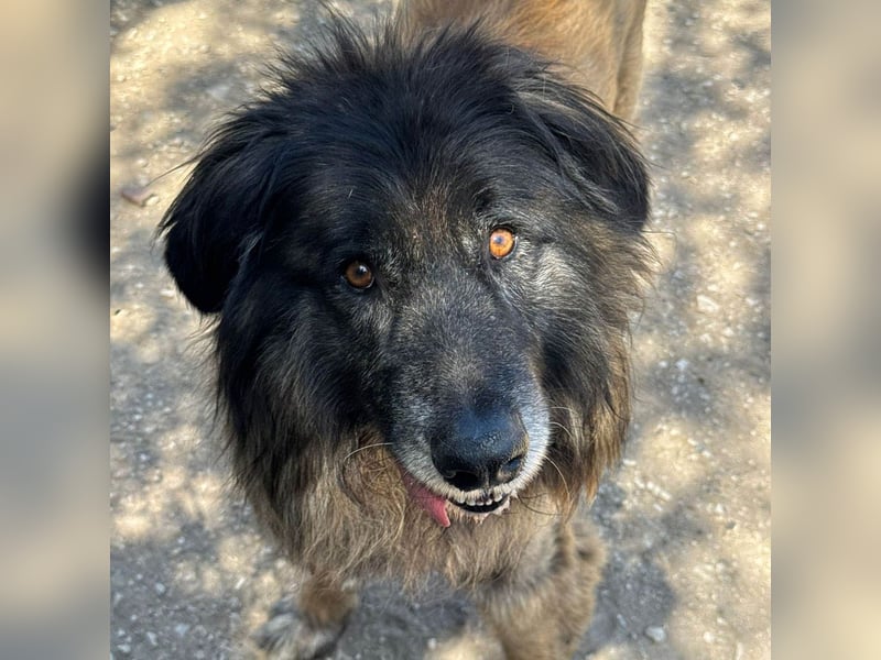 ZOUK-altersbedingt abgegeben-ruhiger Schatz, treuer, sanfter Begleiter, läuft gut an der Leine