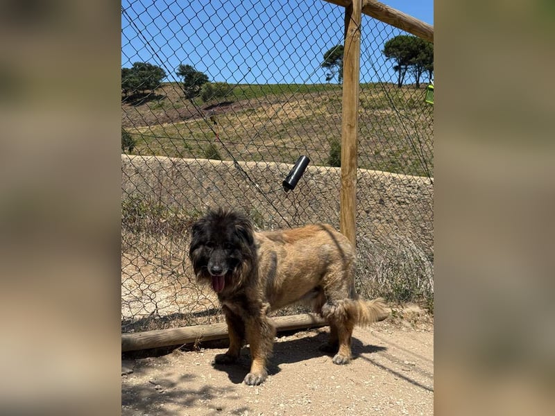 ZOUK-altersbedingt abgegeben-ruhiger Schatz, treuer, sanfter Begleiter, läuft gut an der Leine