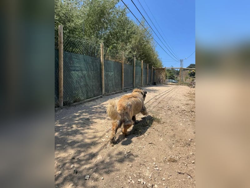 ZOUK-altersbedingt abgegeben-ruhiger Schatz, treuer, sanfter Begleiter, läuft gut an der Leine