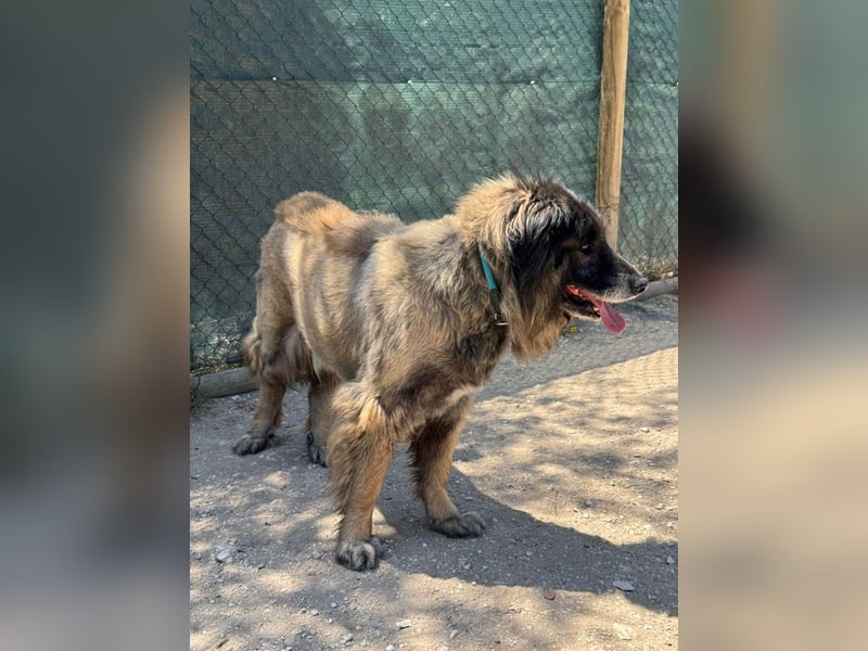 ZOUK-altersbedingt abgegeben-ruhiger Schatz, treuer, sanfter Begleiter, läuft gut an der Leine