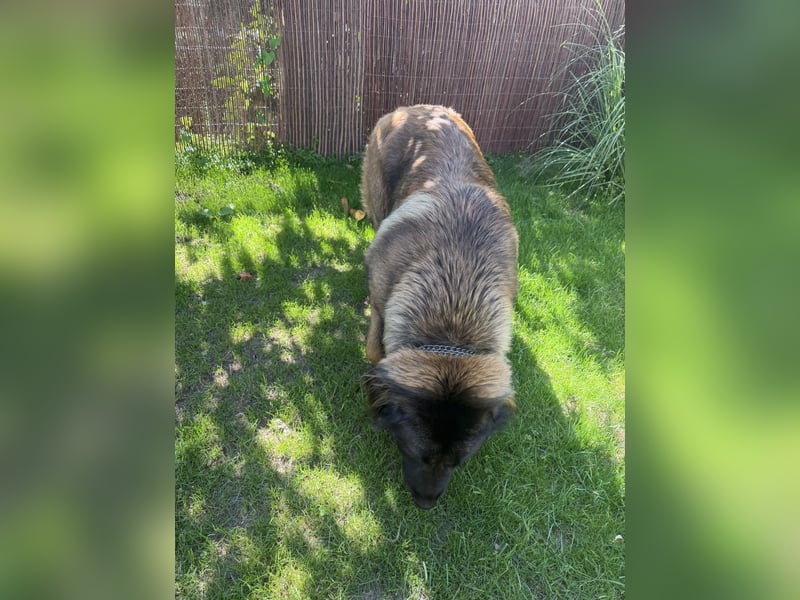 Portugiesischer Hirten hund