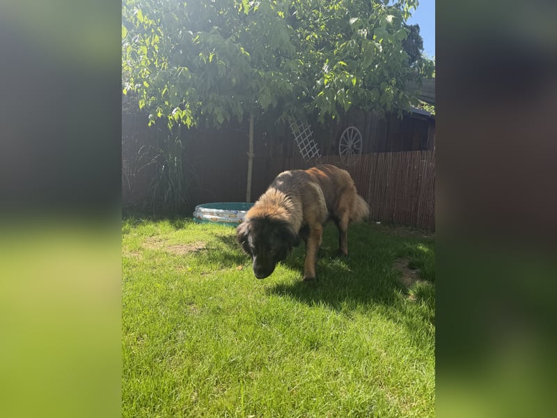 Portugiesischer Hirten hund