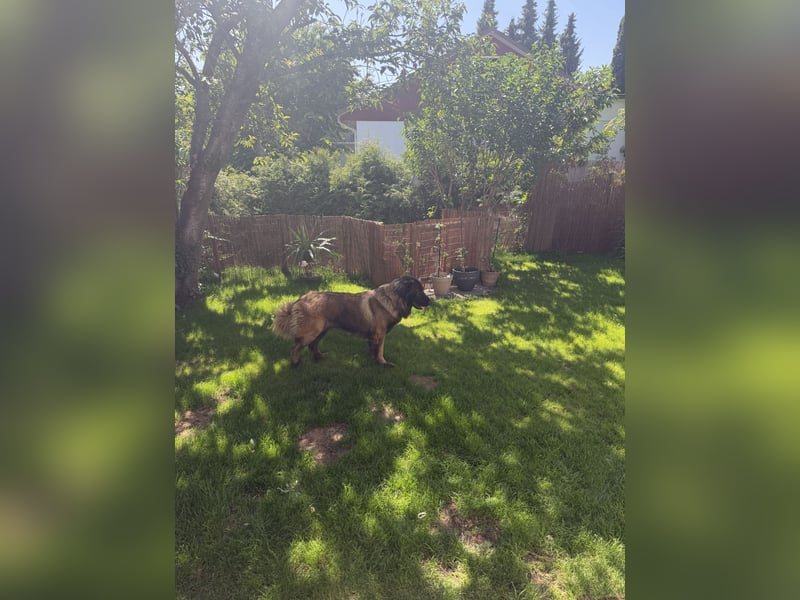 Portugiesischer Hirten hund