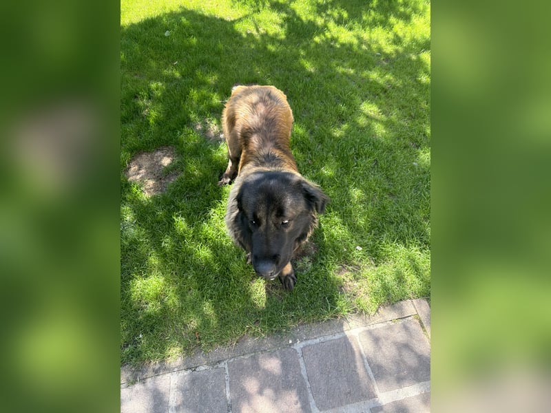 Portugiesischer Hirten hund