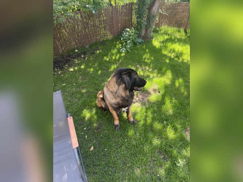 Portugiesischer Hirten hund