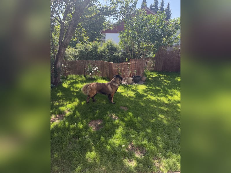 Portugiesischer Hirten hund