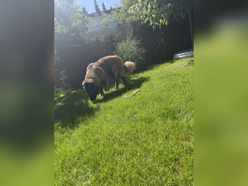 Portugiesischer Hirten hund