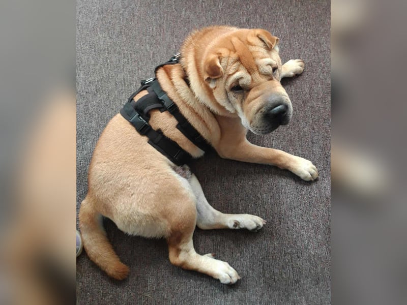 Briosa (Otto) sucht dringend neues Zuhause