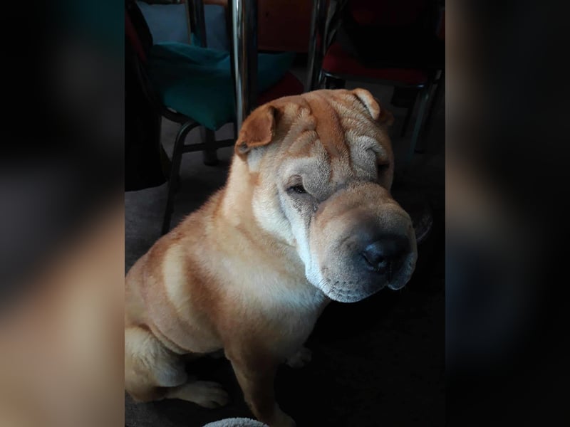 Briosa (Otto) sucht dringend neues Zuhause