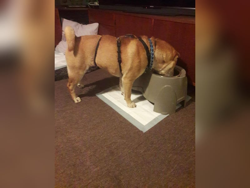 Briosa (Otto) sucht dringend neues Zuhause