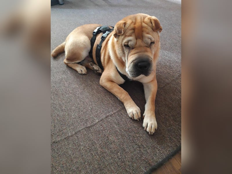 Briosa (Otto) sucht dringend neues Zuhause