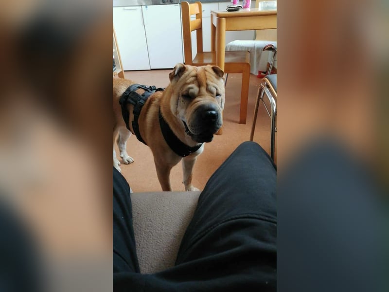 Briosa (Otto) sucht dringend neues Zuhause