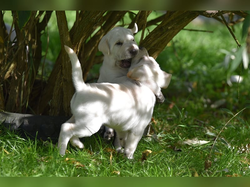 Shar-Pei x Labrador Mix Welpen stellen sich vor......