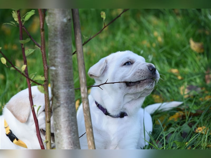 Shar-Pei x Labrador Mix Welpen stellen sich vor......