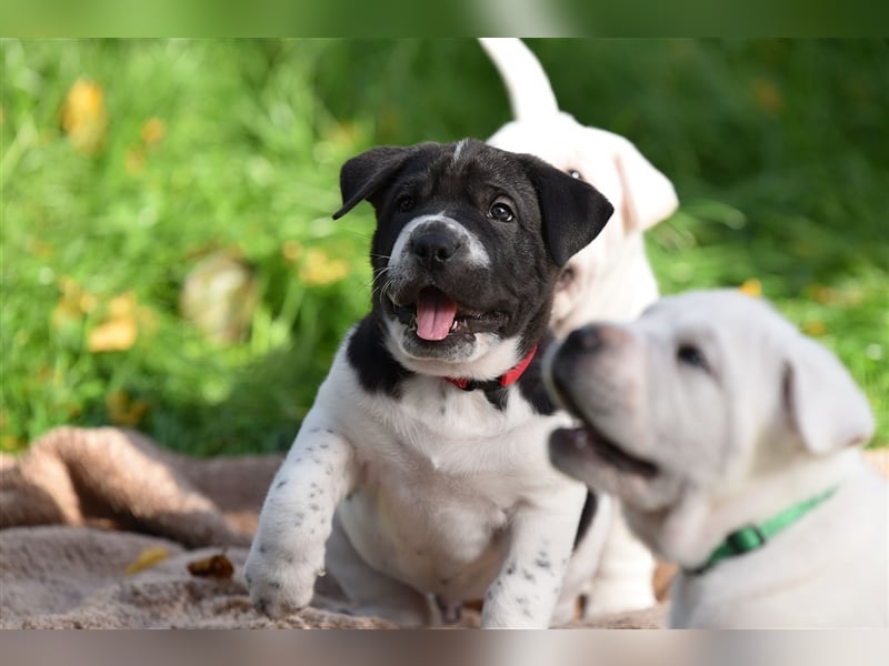 Shar-Pei x Labrador Mix Welpen stellen sich vor......