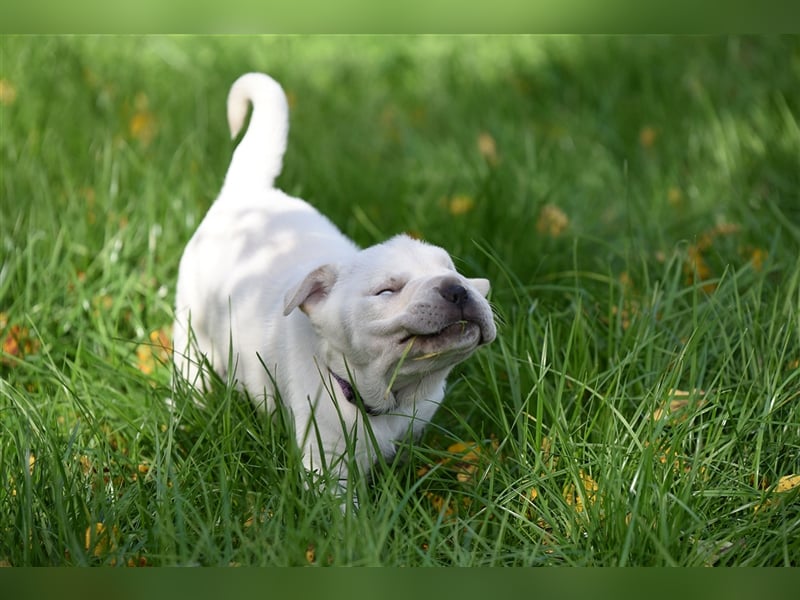 Shar-Pei x Labrador Mix Welpen stellen sich vor......