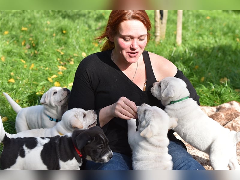 Shar-Pei x Labrador Mix Welpen stellen sich vor......