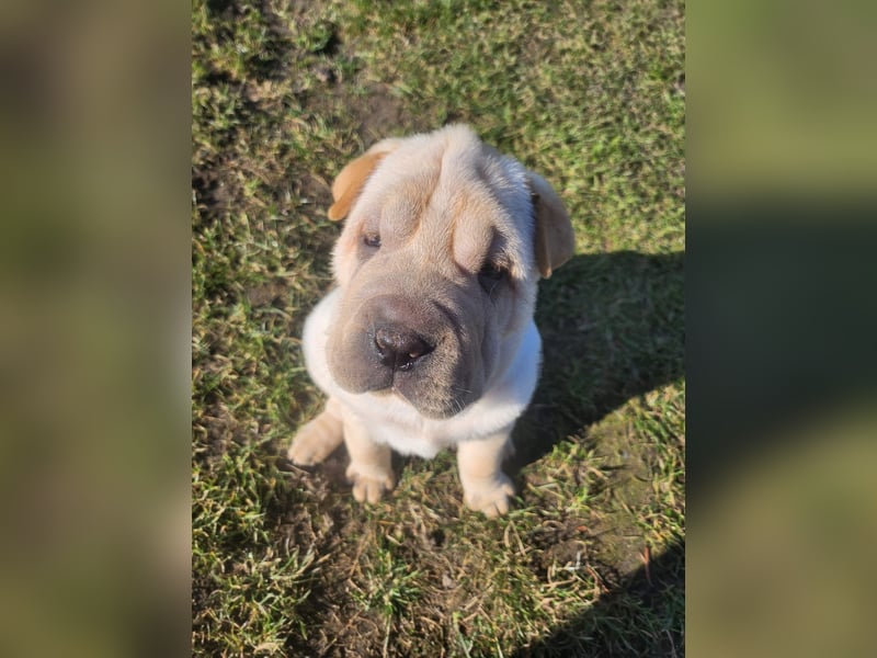 Shar-Pei Welpen sind geboren