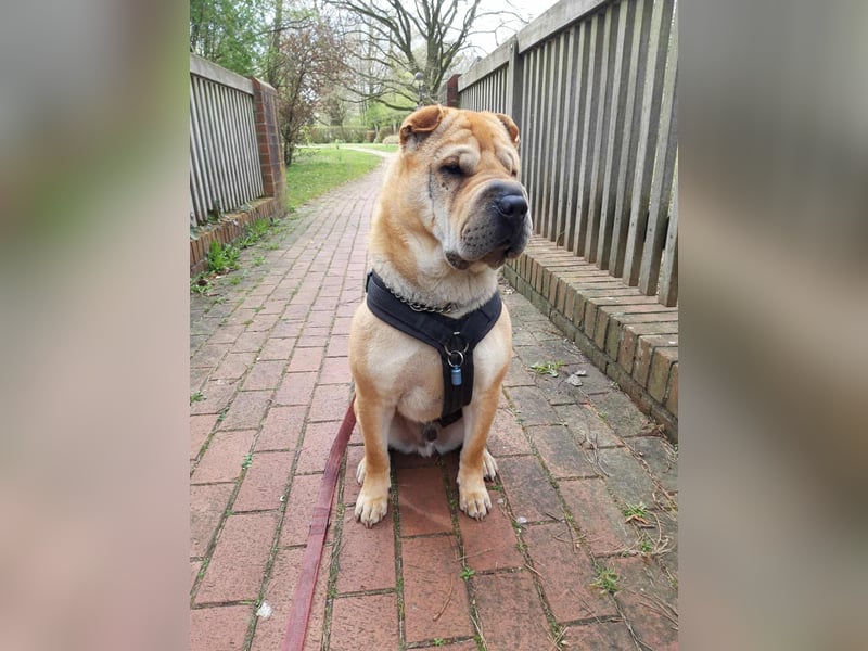 Briosa (Otto) sucht dringend neues Zuhause