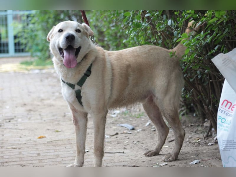 Yukka - freundlicher Rüde, der es liebt gestreichelt zu werden