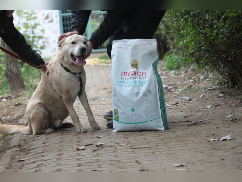 Yukka - freundlicher Rüde, der es liebt gestreichelt zu werden