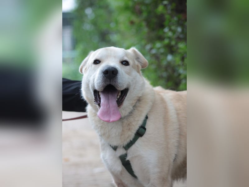 Yukka - freundlicher Rüde, der es liebt gestreichelt zu werden