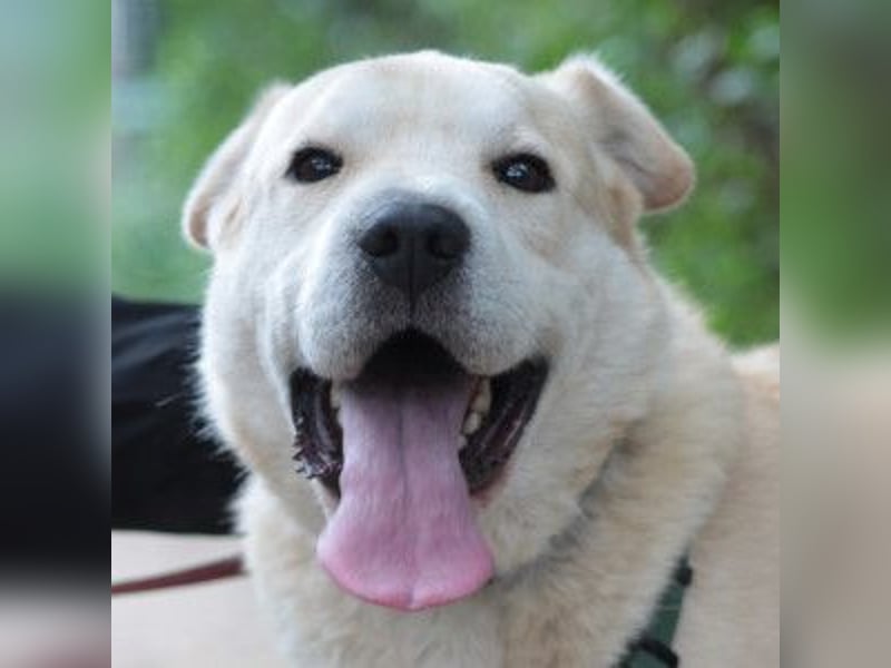 Yukka - freundlicher Rüde, der es liebt gestreichelt zu werden