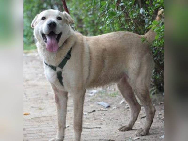 Yukka - freundlicher Rüde, der es liebt gestreichelt zu werden