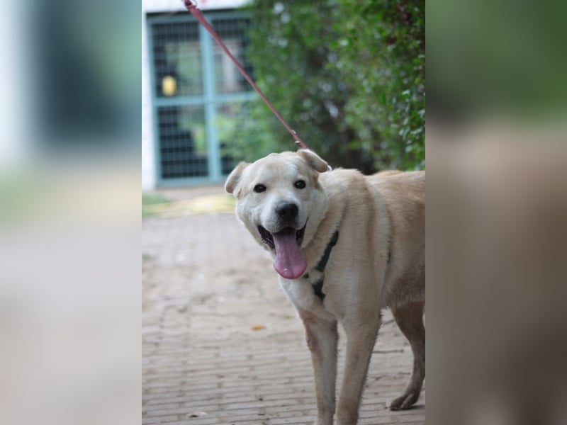 Yukka - freundlicher Rüde, der es liebt gestreichelt zu werden