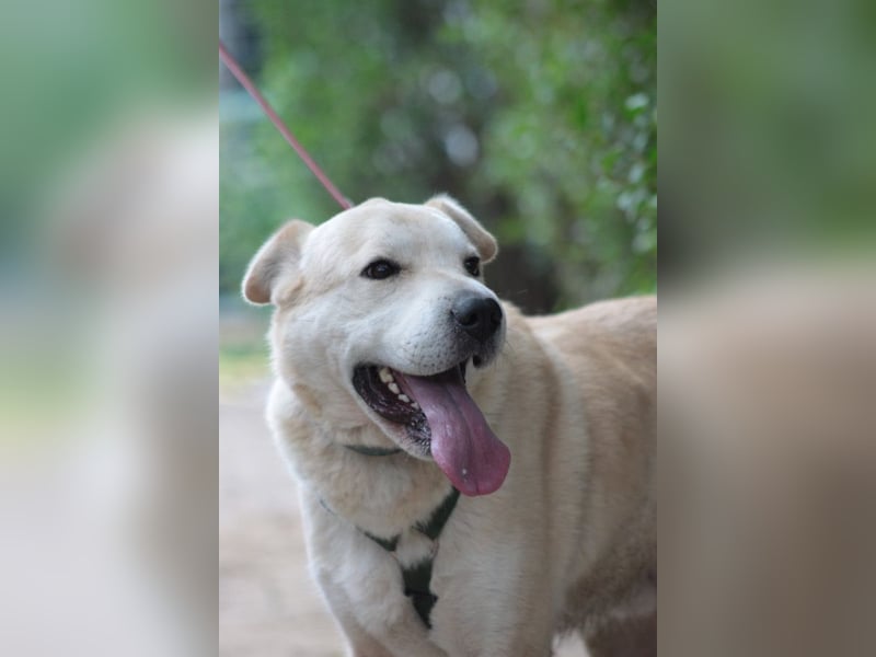 Yukka - freundlicher Rüde, der es liebt gestreichelt zu werden