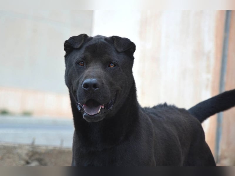 Perengano, traumhafter Shar Pei-Mix, freundlich verspielt und verkuschelt