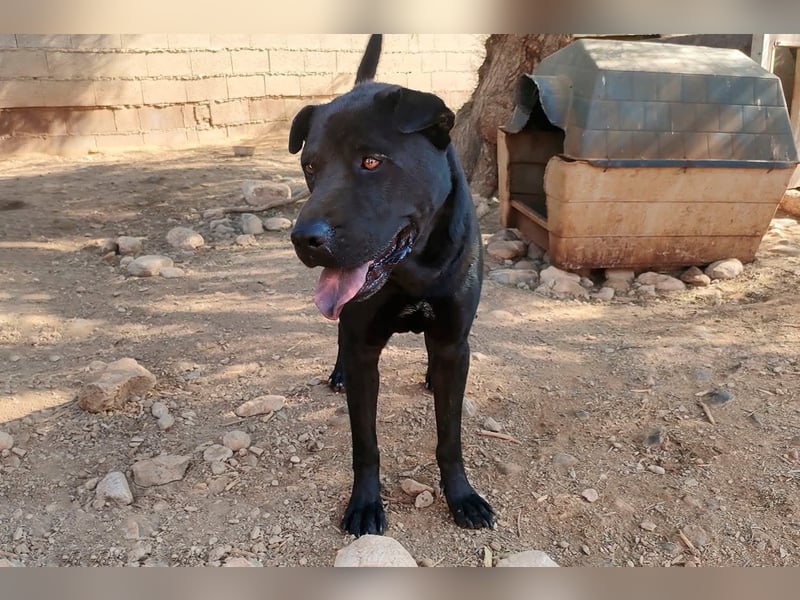 Perengano, traumhafter Shar Pei-Mix, freundlich verspielt und verkuschelt
