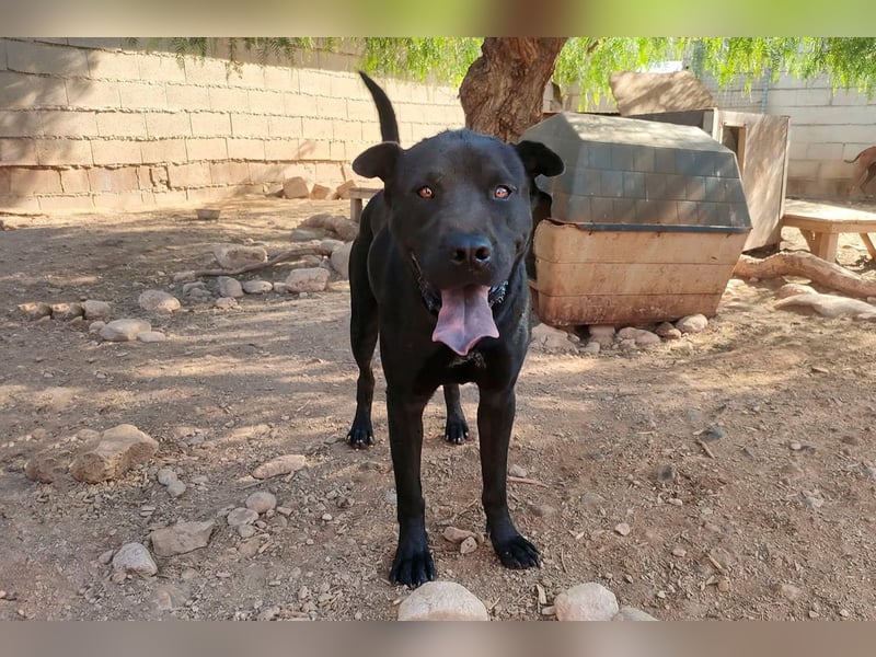 Perengano, traumhafter Shar Pei-Mix, freundlich verspielt und verkuschelt