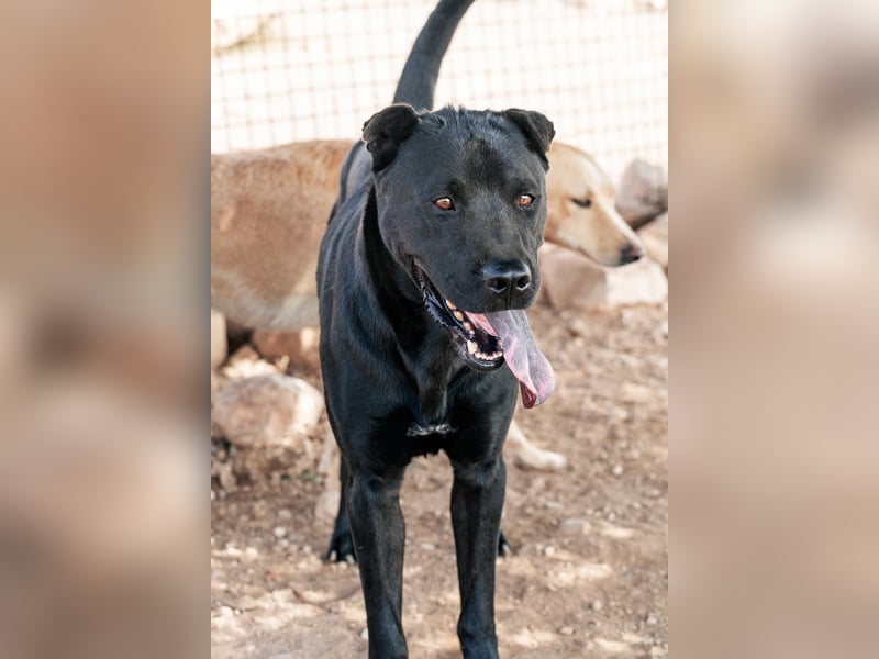 Perengano, traumhafter Shar Pei-Mix, freundlich verspielt und verkuschelt