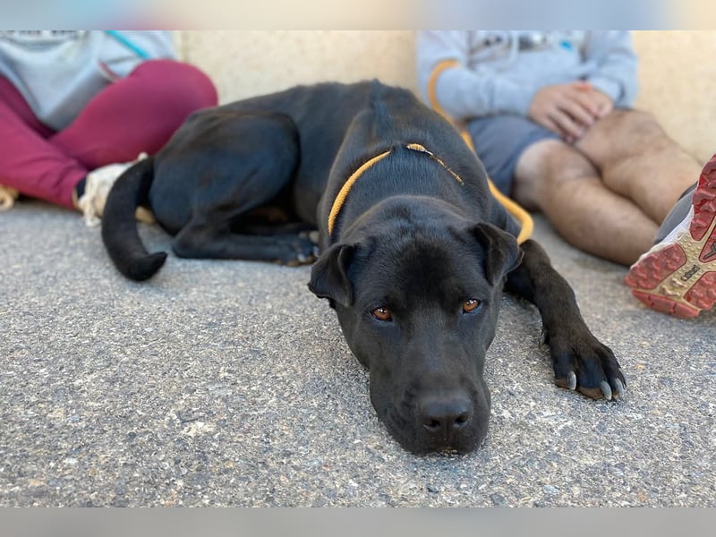 Perengano, traumhafter Shar Pei-Mix, freundlich verspielt und verkuschelt