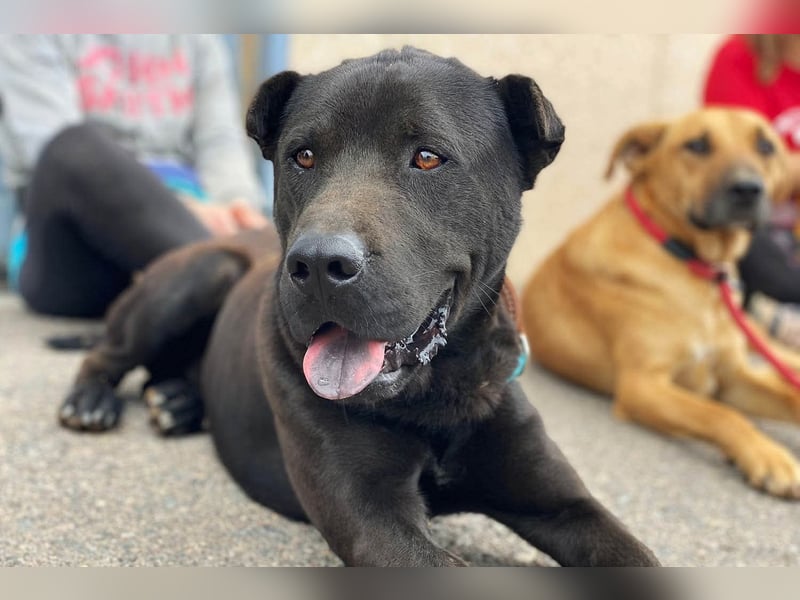 Perengano, traumhafter Shar Pei-Mix, freundlich verspielt und verkuschelt