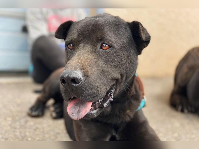 Perengano, traumhafter Shar Pei-Mix, freundlich verspielt und verkuschelt