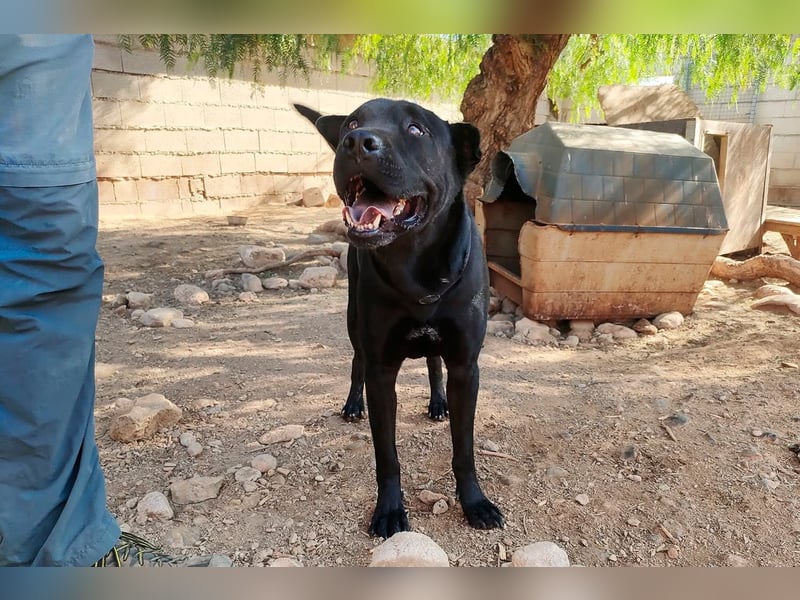 Perengano, traumhafter Shar Pei-Mix, freundlich verspielt und verkuschelt