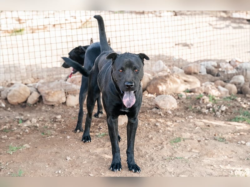 Perengano, traumhafter Shar Pei-Mix, freundlich verspielt und verkuschelt