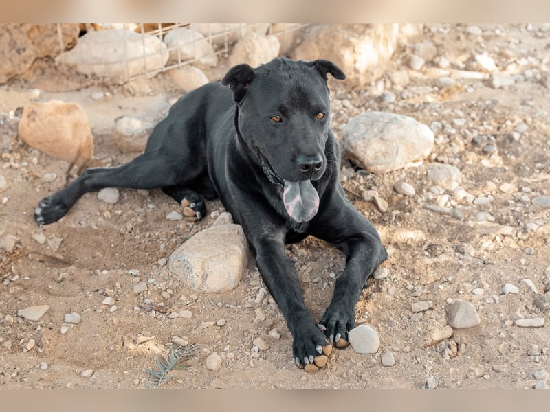 Perengano, traumhafter Shar Pei-Mix, freundlich verspielt und verkuschelt