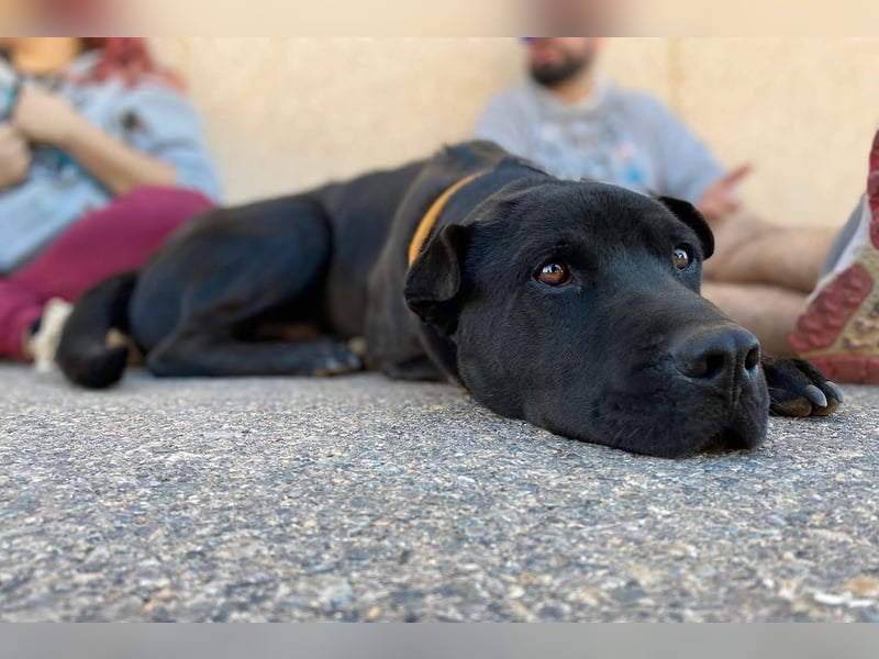 Perengano, traumhafter Shar Pei-Mix, freundlich verspielt und verkuschelt