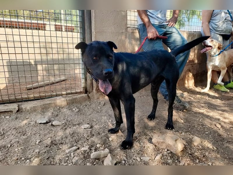 Perengano, traumhafter Shar Pei-Mix, freundlich verspielt und verkuschelt