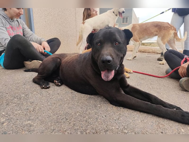 Perengano, traumhafter Shar Pei-Mix, freundlich verspielt und verkuschelt