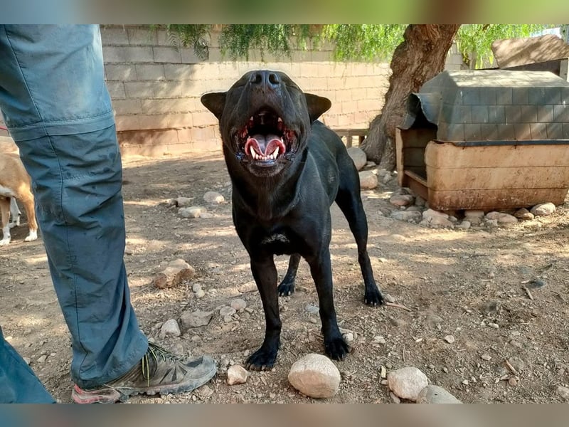 Perengano, traumhafter Shar Pei-Mix, freundlich verspielt und verkuschelt