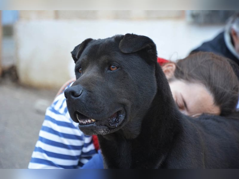 Perengano, traumhafter Shar Pei-Mix, freundlich verspielt und verkuschelt