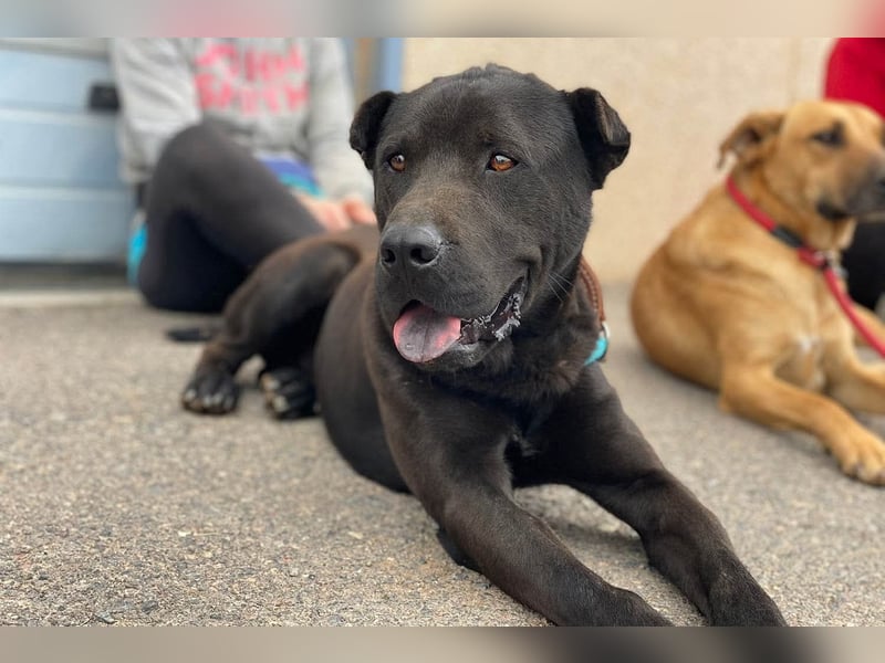 Perengano, traumhafter Shar Pei-Mix, freundlich verspielt und verkuschelt