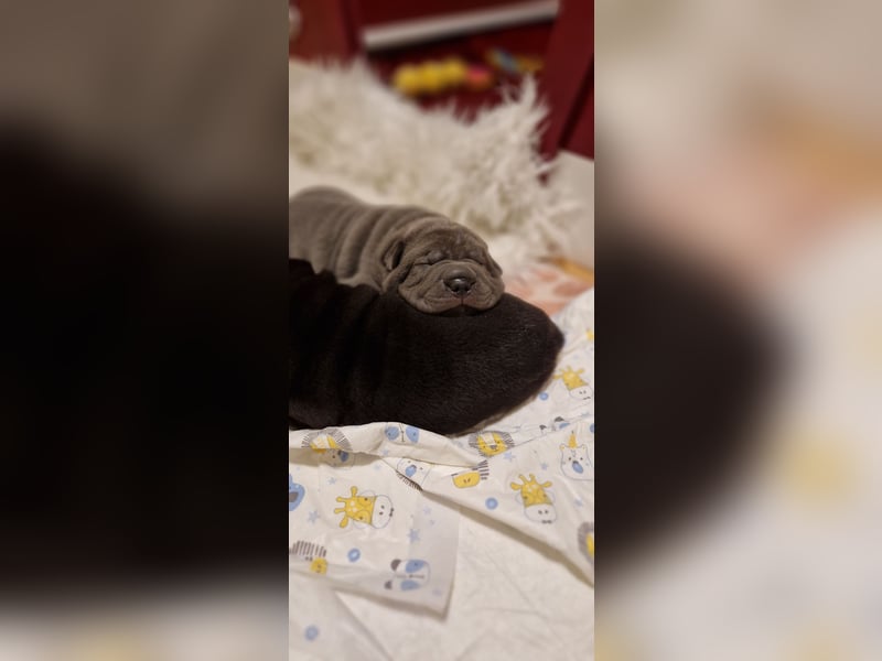 Shar Pei Welpen aus liebevoller Zuchtstätte